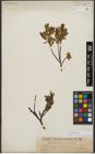 Foto von Salix waldsteiniana Willd.